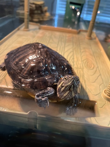 Turtles
