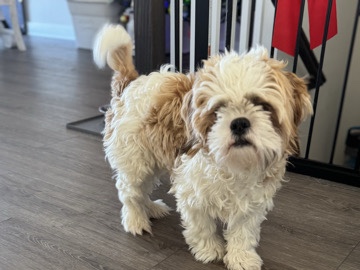 Shih Tzu – rehome Shih Tzu – Middletown