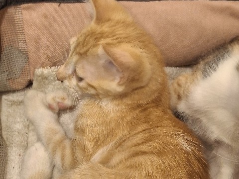 3 kittens for sale!!! – Bengaluru