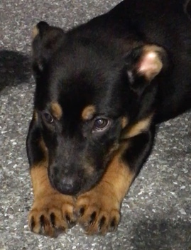 German Shepherd – 10 Week Old Pup