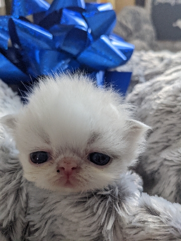 Persian (Modern) – Persian kittens