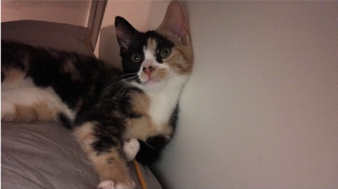 callico kitten