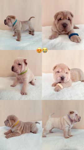 Shar-Pei Pups need a Loving Home