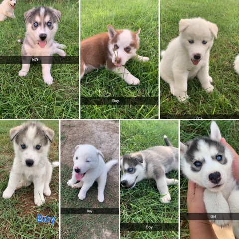 Siberian Husky – Husky’s in need of a New Home