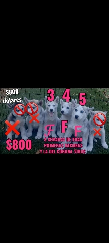 Siberian Husky – husky