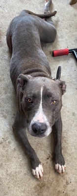 American Staffordshire Terrier – American staffy 4 year old female