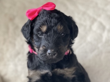 Goldendoodle – F1 Goldendoodle Female – West Monroe