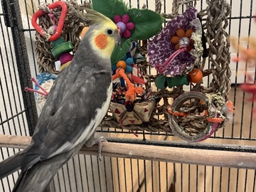 Cockatiel – Male Cockatiel and cage – Lake Elsinore