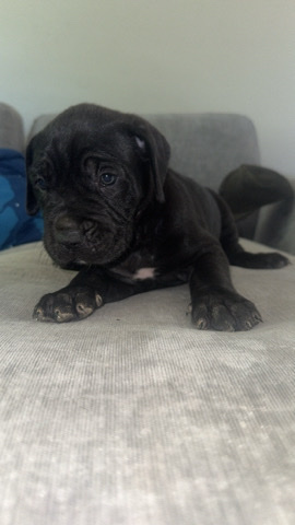 Cane Corso – cane corso puppies