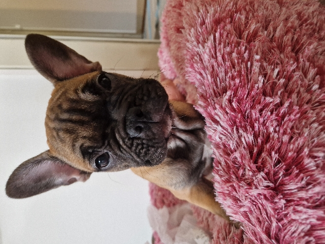 French Bulldog – For sale sweet and super quiet female