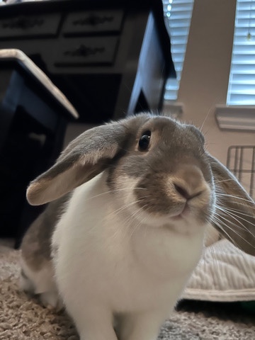 Holland Lop – lop rabbit mix