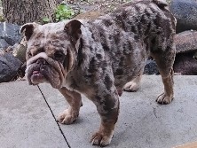 English Bulldogs (Father/Daughter)