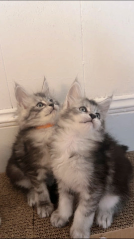 Maine Coon – pure bred Maine ****
