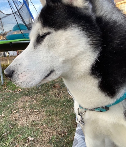 Siberian Husky – Husky in need of Rehoming in Missouri
