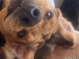 Polish Hound – Polish Hound Rocky – Folkestone