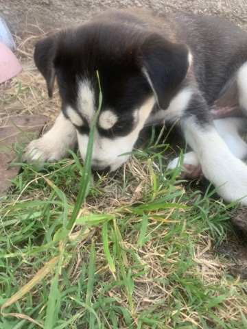 Siberian Husky – husky puppies