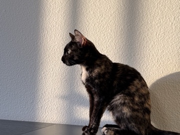 American Shorthair – kitten – Honolulu