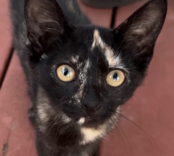 American Shorthair – 12 week female kitten in need of home <3