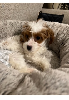 Cavalier King Charles Spaniel – Cavapoos for sale