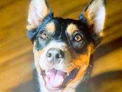Australian Cattle Dog – Adventure Cattle Dog – Columbus