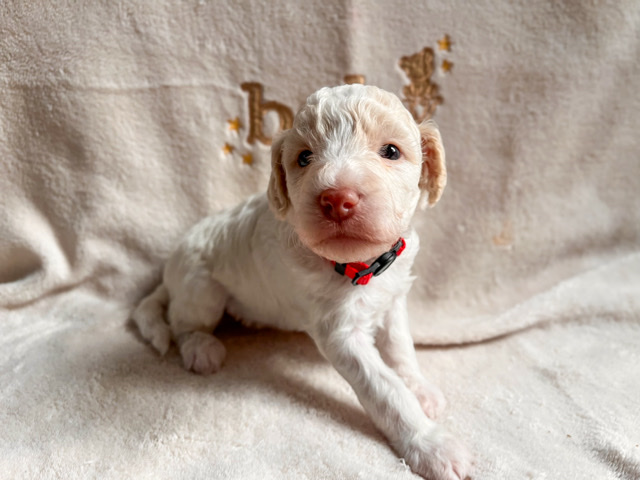 Poodle - Ms. Marshmallow