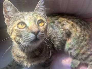 American Shorthair – 🐱Brown/Gray Tabby Female Kitten🎀 – San Bernardino
