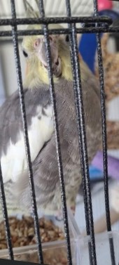 Cockatiel – Female cockatiel with cage and bird food.