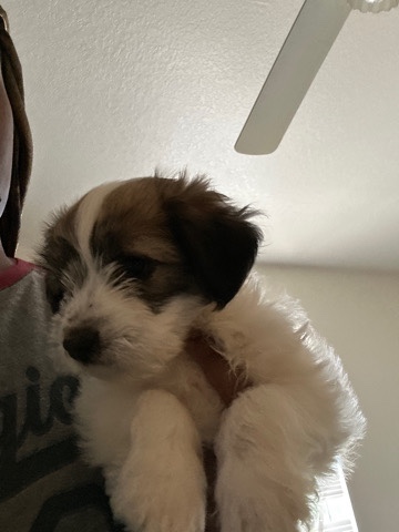 Yorkshire Terrier – puppy for sale