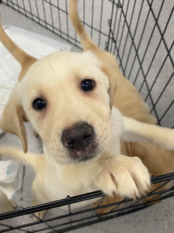 Labrador Retriever – 3 goergous golden Labrador puppies for sale