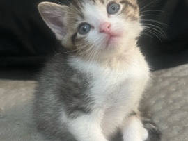 kitten – Fort Myers