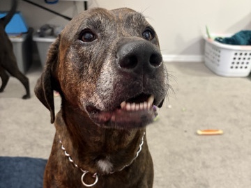 Mixed Breed – Orion Needs a Loving Home ASAP 💙 – Ocala