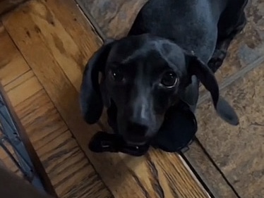 Dachshund – cuddly companion