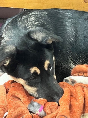 Rehoming my lovable pup