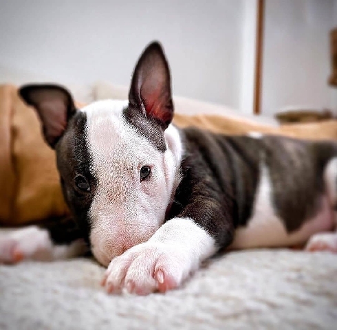 Bull Terrier (Miniature) – miniature bull terrier puppy