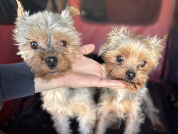 Yorkshire Terrier – 2 Yorkie boys about 1/2 yr – Oklahoma City