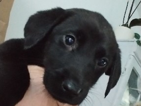 Labrador Retriever – black labs 7 weeks
