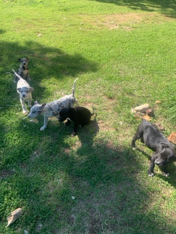 puppies