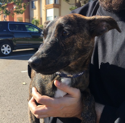 German Shepherd – Shepherd-Chihuahua Mix Puppy