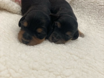 Dachshund – Miniature dachshund puppies – Wisbech