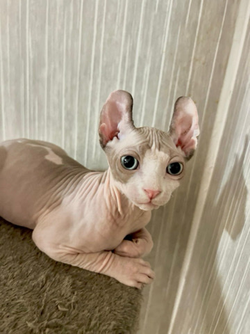 Sphynx – Oscar the elf sphynx