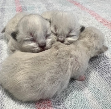 Ragamuffin – Holiday Ragamuffin Kittens!