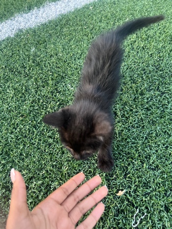 FREE Adorble black kitten (female) seeking a loving home
