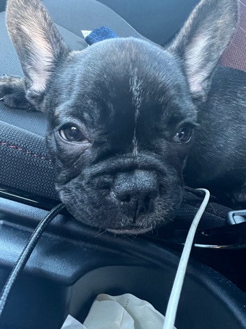 French bulldog- frenchie