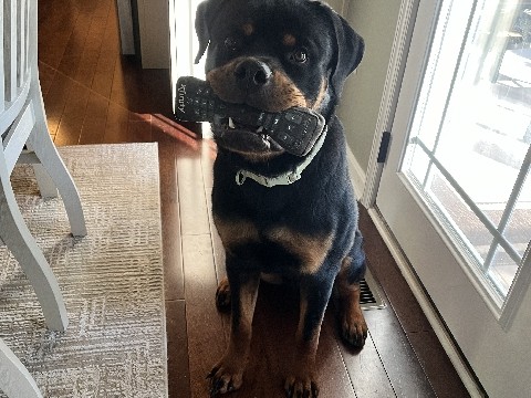 Rottweiler – Cooper-Rottweiler – Glen Rock