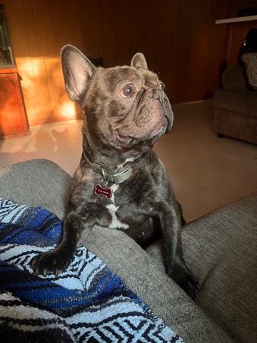 French Bulldog – French Bulldog