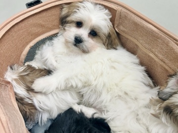 Shih Tzu – Chip-Malshi – Morehead