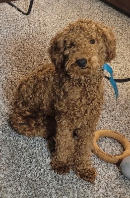 Poodle – puppy for sell – West Springfield