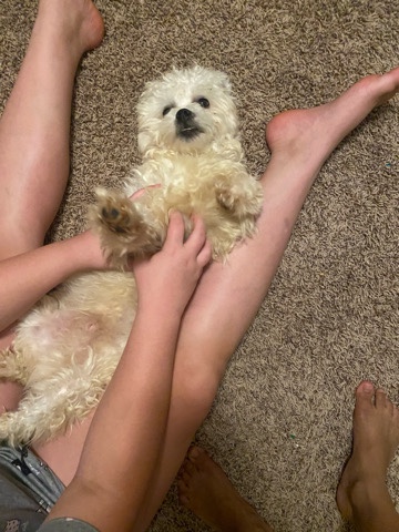 Maltese – Male Maltese 8 months Intact,$700