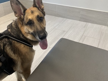 German Shepherd – Lovable German Shepherd Dog for Rehoming – 4 Years Old – Shalimar