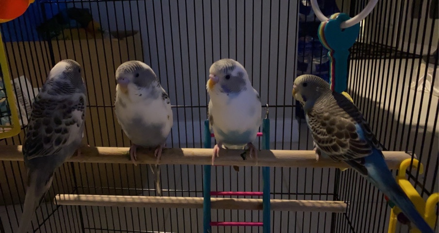 Budgerigar – Parakeets